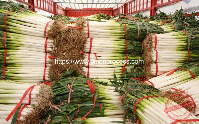 Green-Onion-Nylon-Wire-Bundling-Machine-Result